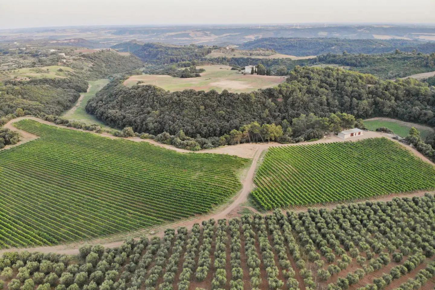 La Volpe E L'Uva Dimore Montescaglioso Exterior foto